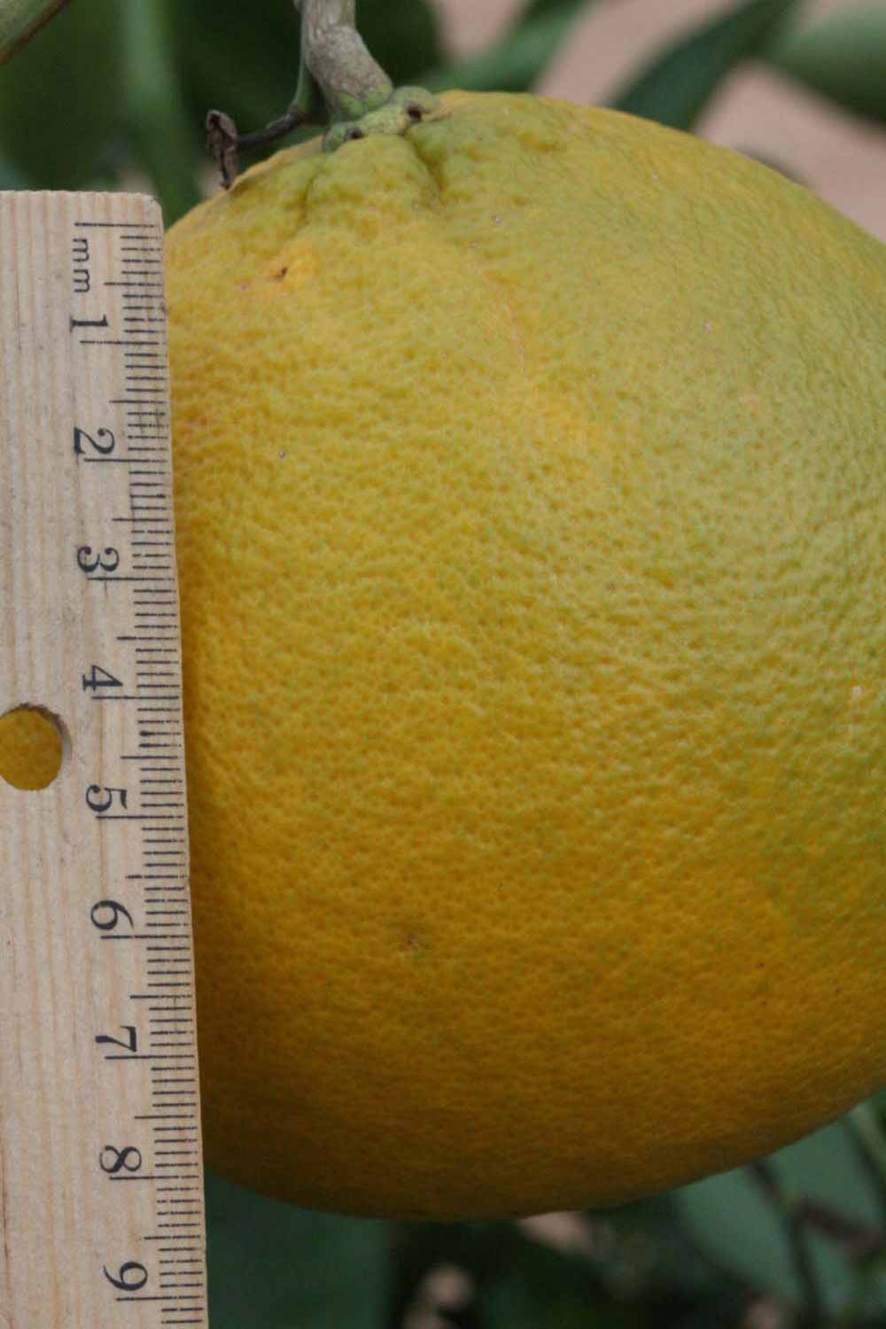            Fruit (Riverside, CA)   